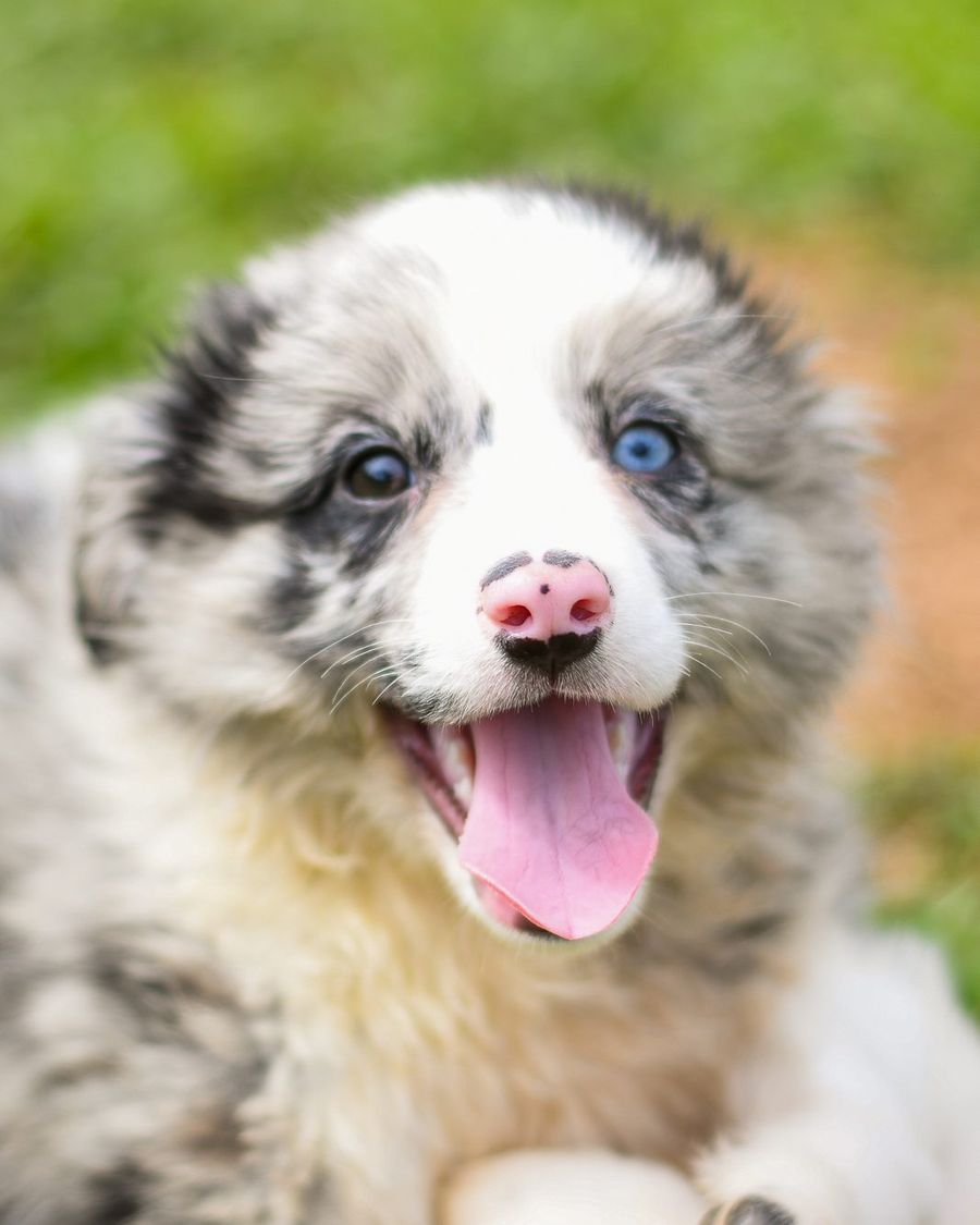 Filhote blue merle sorrindo
