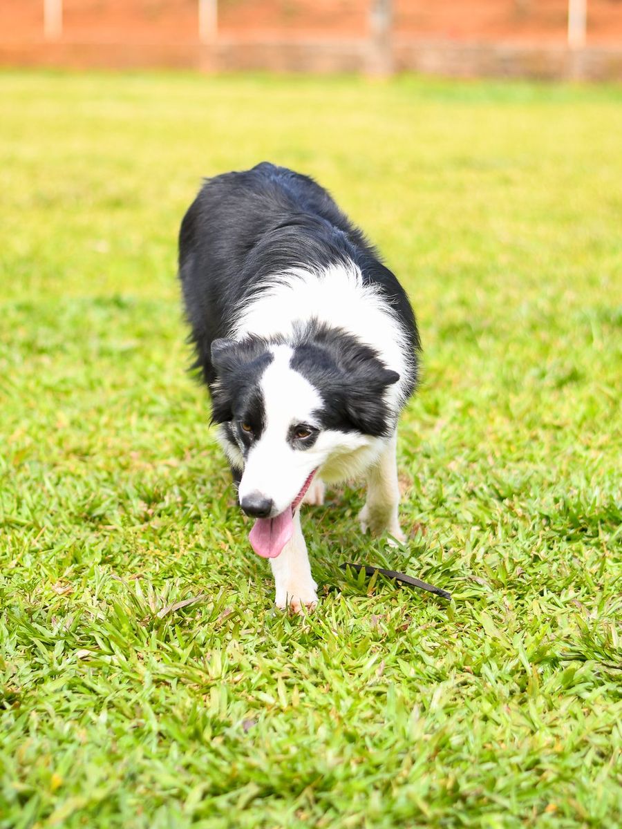 Border Collie preta e branca correndo