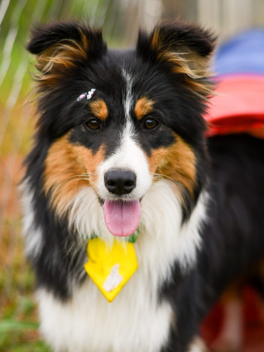 Border Collie preta tricolor de frente
