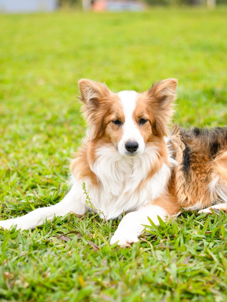 Border Collie vermelha e branca deitada na grama