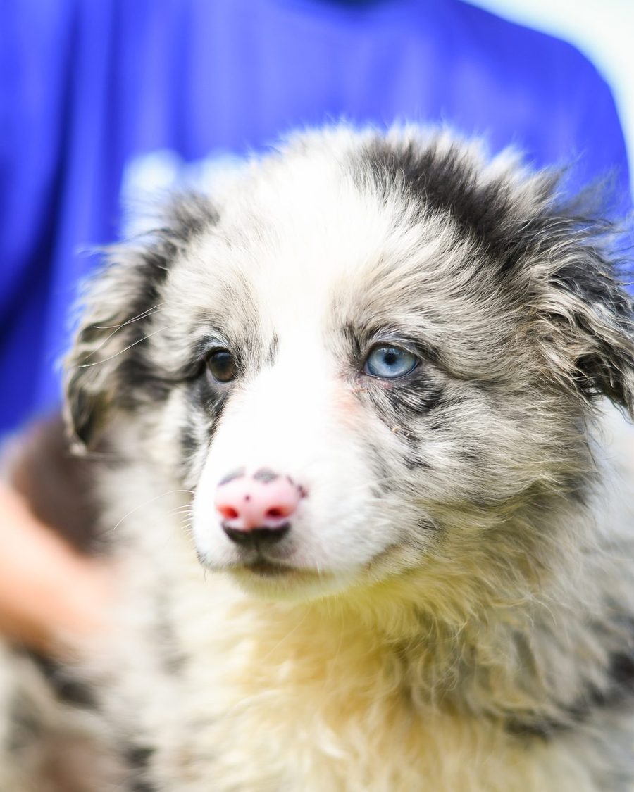 Border Collie blue merle com um olho azul e outro castanho, no colo