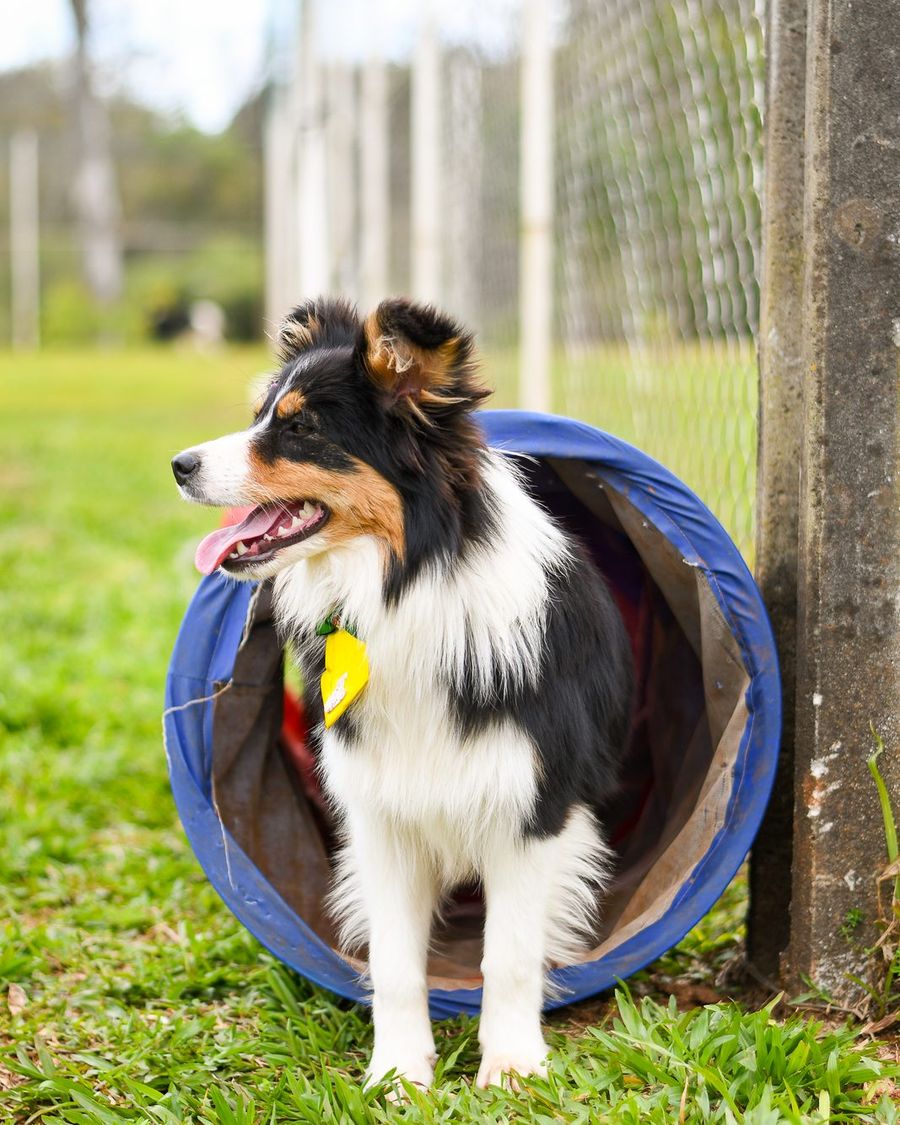 Border Collie tricolor saindo de um túnel de agility